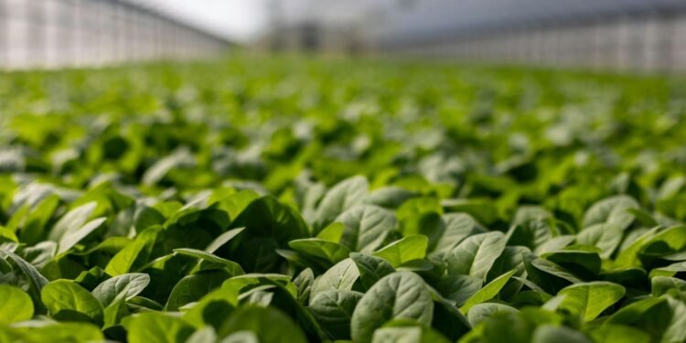 Close-up of vibrant green leaves in a greenhouse, showcasing lush, fresh growth. Sustainable Development: What You Need to Know